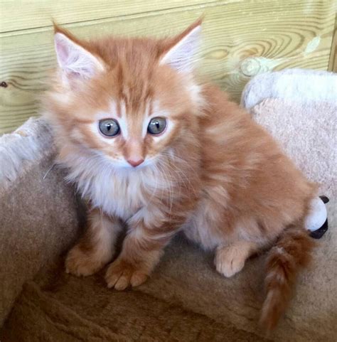 Maine coon tennessee. Ready to adopt? Begin here. J-&-M Cattery is a Maine Coon Cattery located in Tennessee, USA. Our goal is to establish a reputable USA based Maine Coon Cattery. Our Kings … 