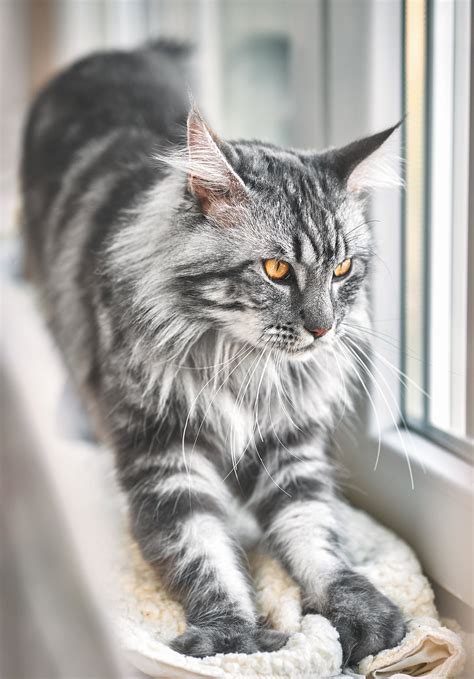 Maine coon united states. Things To Know About Maine coon united states. 