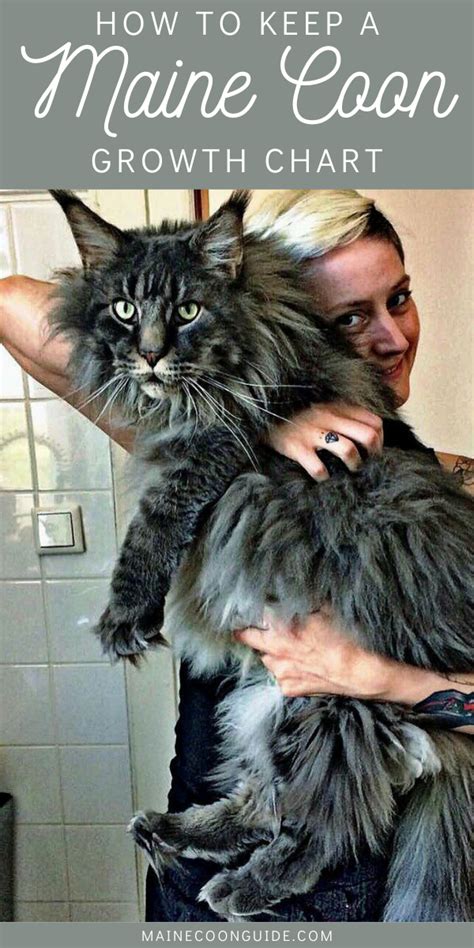 Maine Coon Size and Growth Chart. A male Maine Coon adult cat weighs between 15 and 25 .... 