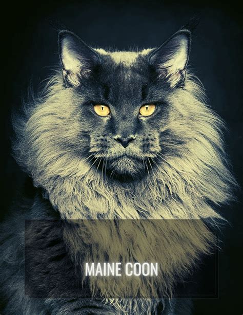 Maine coon your definitive guide to the origin traits care of the majestic maine coon cat. - 2011 king quad 500 owners manual.