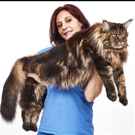 Maine coons pris