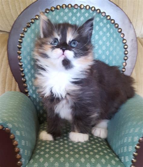Royal Whiskers Maine Coons, Racine, Wisconsin. 3,783 likes · 117 talking about this. High quality Maine Coon cat breeding program located in southeastern Wisconsin. 100% European.. 