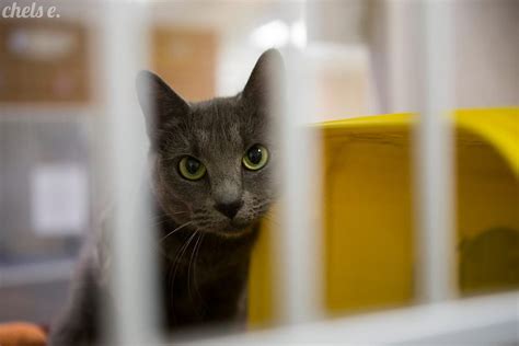 Whether you are looking to adopt a furry friend, report animal cruelty, or seek assistance with animal-related issues, it is crucial to know how to find and contact your local huma.... 