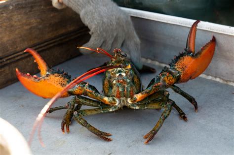 Maine lobster industry groups sue Monterey aquarium