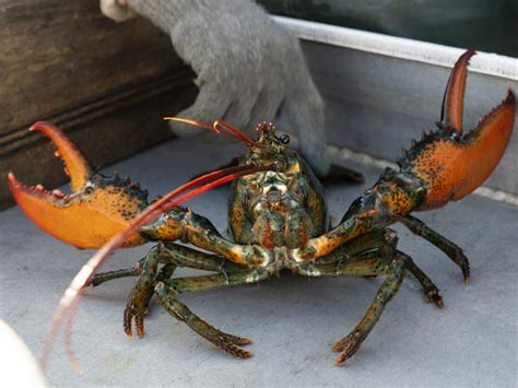 Maine lobster industry sues over do-not-eat listing
