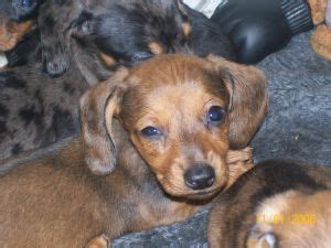 Are you considering adopting a Dachshund puppy? These ado