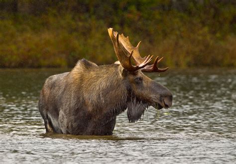 The Maine moose hunt, split into two seasons, one in late September, the other in early October, saw hunters frustrated with an unusually warm first week of the moose hunt hampering chances. As a result, 2,052 hunters bagged moose, equaling a success rate of about 71%. That compares to 82% last...
