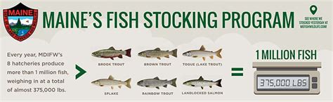 Current Stocking Report. Established in 1895, Maine's fish hatchery program is one of the longest-running and most productive such programs in the United States. Every year, the Maine Department of Inland Fisheries and Wildlife (MDIFW)'s eight hatcheries produce more than 1 million brook trout, brown trout, lake trout (togue), splake (a brook .... 