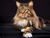 Mainecoon 33 - Élevage de Maine Coon à Bordeaux