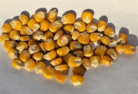 Mais korrels bewaren. .  <a href=https://support.givewithlift.com/build...