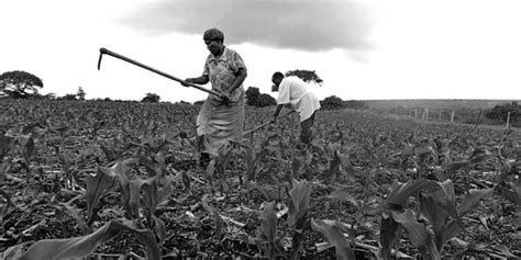 Maize Production in Tanzania Southern Region