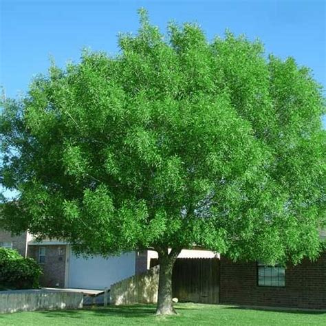 Majestic Ash Tree Evergreen Ash Arizona Ash Tree