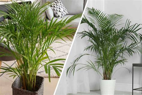 Majesty Palm Care: Everything to Know About It - Mystargarden