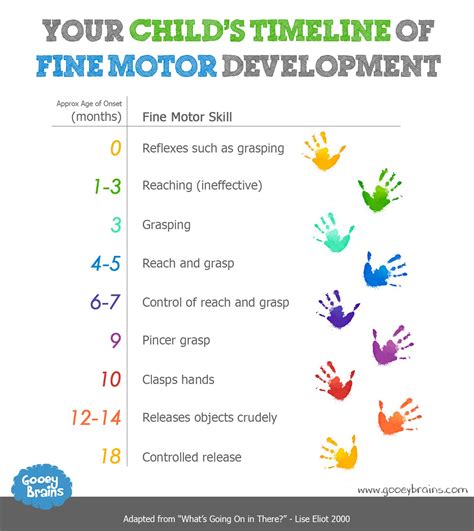 Major Fine Motor Timeframe Type of Movement Example of …