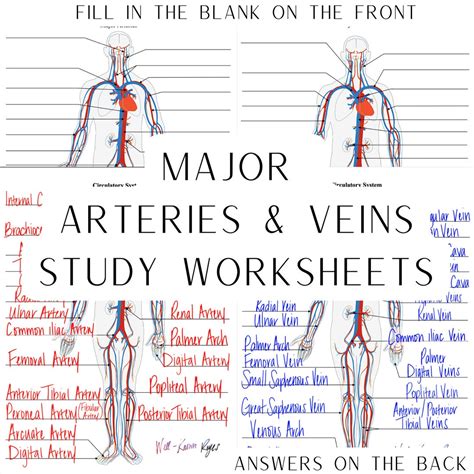 Major arteries of the body — Printable Worksheet