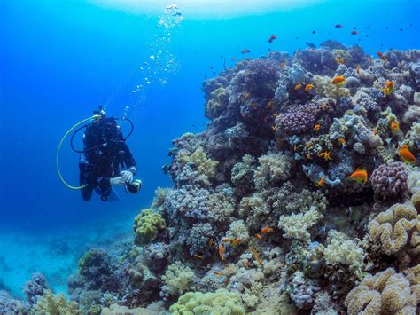 Major discovery helps explain coral bleaching -- ScienceDaily