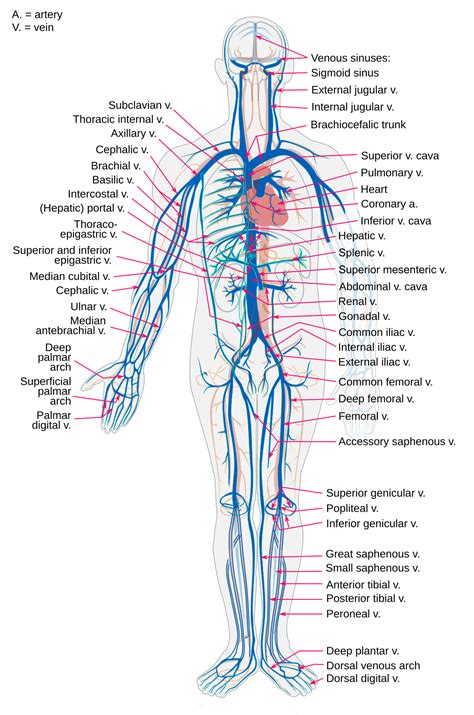 Major systemic veins labeled. Study with Quizlet and memorize flashcards containing terms like Correctly label the anatomical features of a continuous capillary., Drag each label into the appropriate position to identify whether the characteristic is indicative of arteries or veins., Correctly label the anatomical features of pulmonary circulation. and more. 