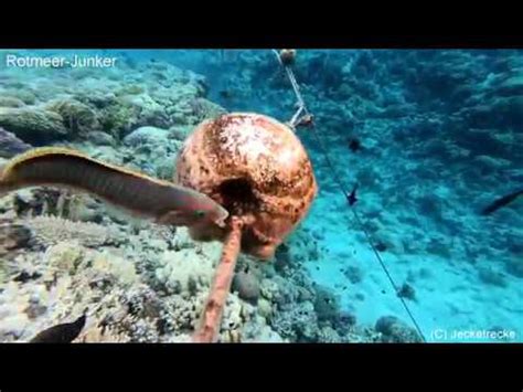 Makadi Bay - Shark - Ägypten - Egypt - Red Sea