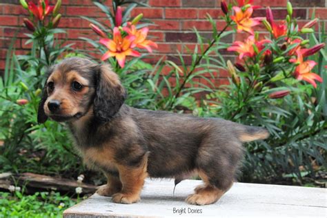 Makalu x Kit- "Easter" Litter - Bright Doxies