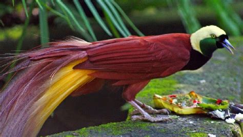 Makanan burung cendrawasih biru. .  ...