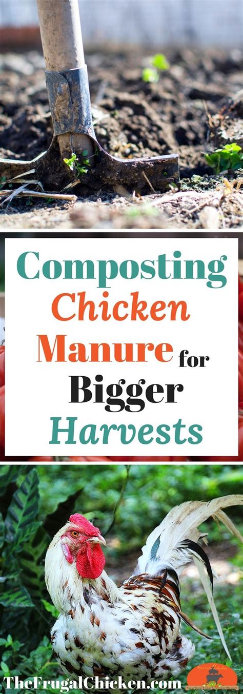 Make Compost Or Manure Tea In 7 Steps - Backyard Chicken Coops