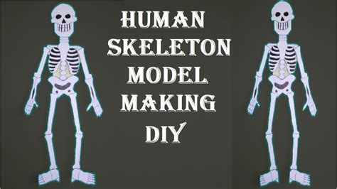 Make a Model of the Human Skeleton