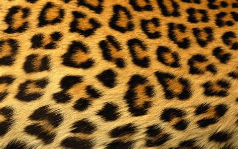 Make leopard print your
