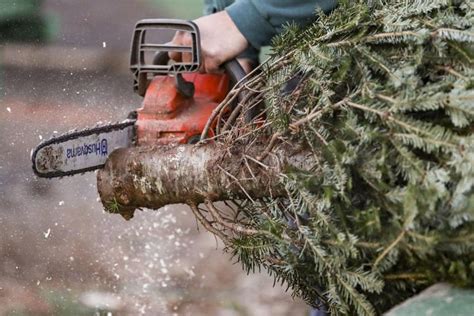 Make sure your Christmas tree is healthy, hydrated, and not a fire hazard with these expert tips