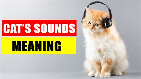 We have all of the known answers for the Makes cat sounds crossword clue to help you solve today's puzzle.. 