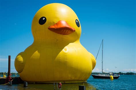 Making a splash: World’s largest rubber duck back to quack in Toronto