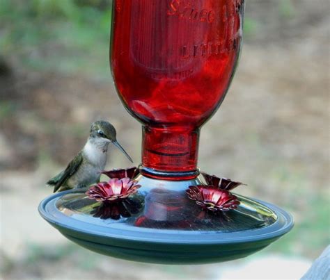 Making hummingbird nectar. Easy Hummingbird Food Recipe. All you need for the homemade hummingbird food recipe is sugar and water. Combine one-quarter cup of refined white sugar in one cup of hot water. It's a good idea to boil the water first. "This way you kill any fungi or bacteria in the water to start off, making it as safe as possible … 
