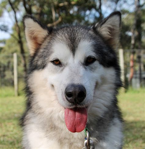 Malamute rescue nsw. .  ...