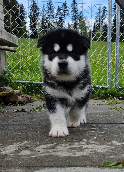 Malamute welpen in not. .  <a href=http://spagenerator.ru/pmot/virtualization-suppo...