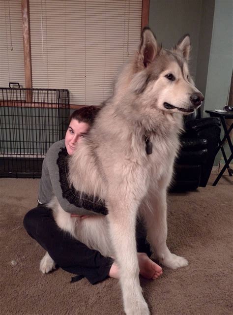 The Wolamute is a cross of the Alaskan Malamute and the Gr