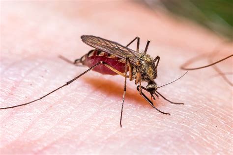 Malaria cases confirmed in Florida and Texas. Is Massachusetts at risk?