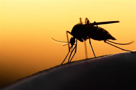 Malaria in Maryland: How health officials say you can protect yourself from mosquitoes