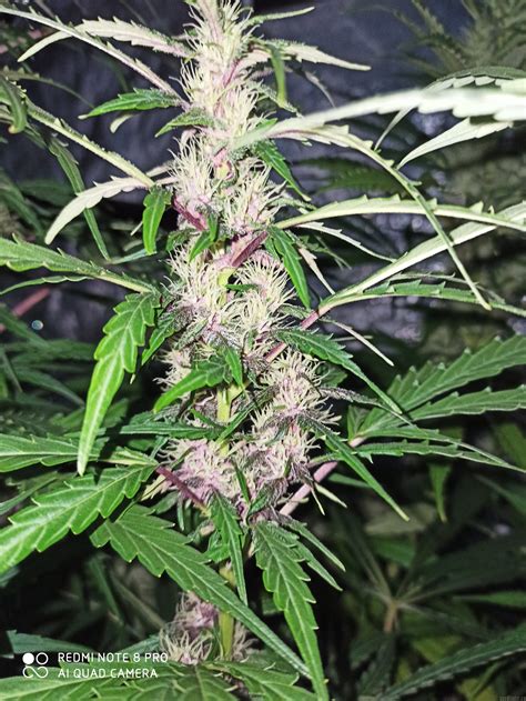 Malawi is a pure 100% sativa landrace strain that hails from t