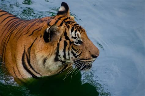 Malayan Tigers: Everything You Need To Know - Tiger Tribe