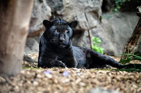 Malaysia’s wildlife department defends its use of puppies as live bait to trap black panthers