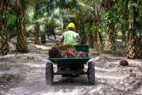 Malaysian Palm Oil Sector Performance in 2024 and Market