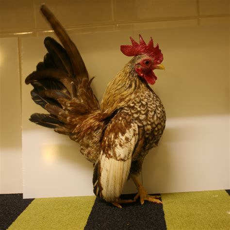 Renowned for its petite stature, the Serama chicken is the smallest chicken in the world. Their size is a defining feature, making them stand out in the poultry world. Standing between 6 and 10 inches tall, they are one of the true bantam breeds. Serama bantams are classified based on their weight.. 