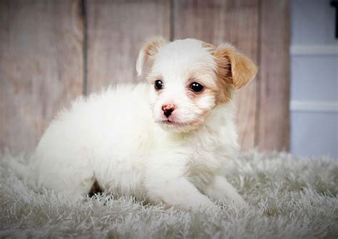 The Malchipoo is a mixed breed that features the traits of a Maltese, a Chihuahua, and a Poodle. . Malchipoo