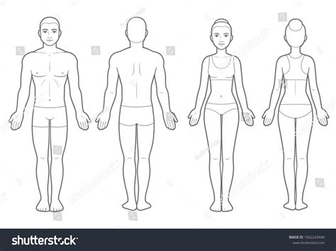 Male And Female Body Front And Back View. Blank Human Body ... - 123RF