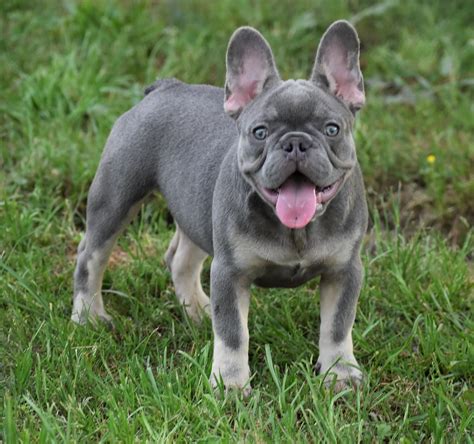 Male French Bulldog Puppies For Sale