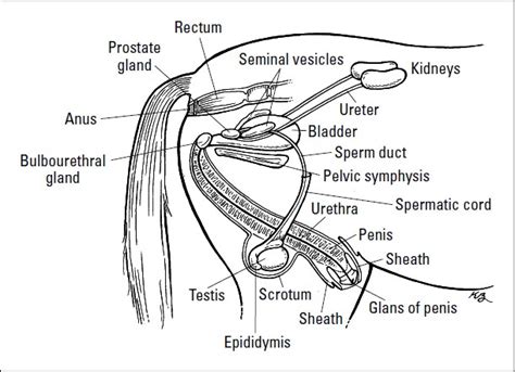 Male Horse Reproductive System Diagram