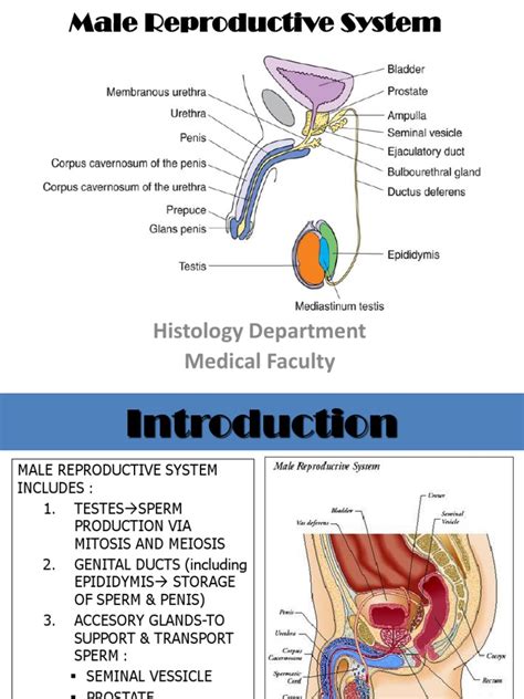 Male Reproductive Medicine & Surgery Division of Urology