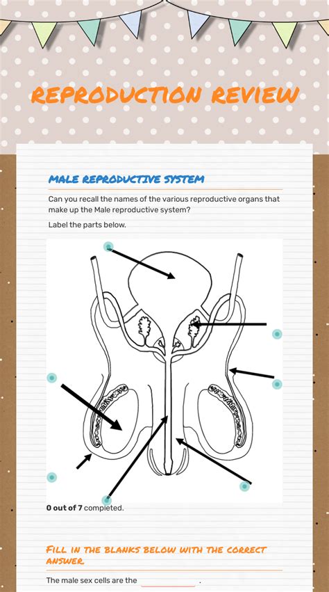 Male Reproductive System Diagram Worksheet