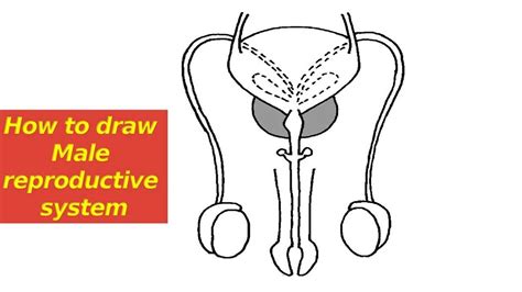 Male Reproductive System Unlabeled Diagram