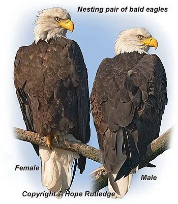 Male Vs. Female Eagles Pets on Mom.com