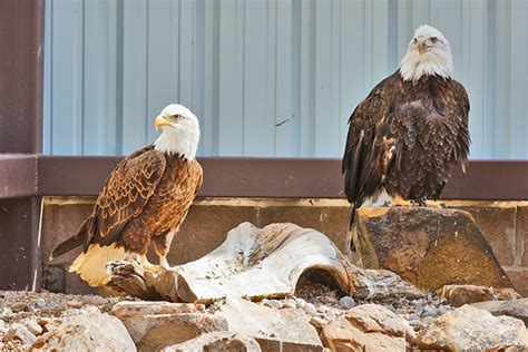 Male and Female American Bald Eagles, similar, but not the same